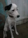 Vida