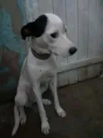 Vida