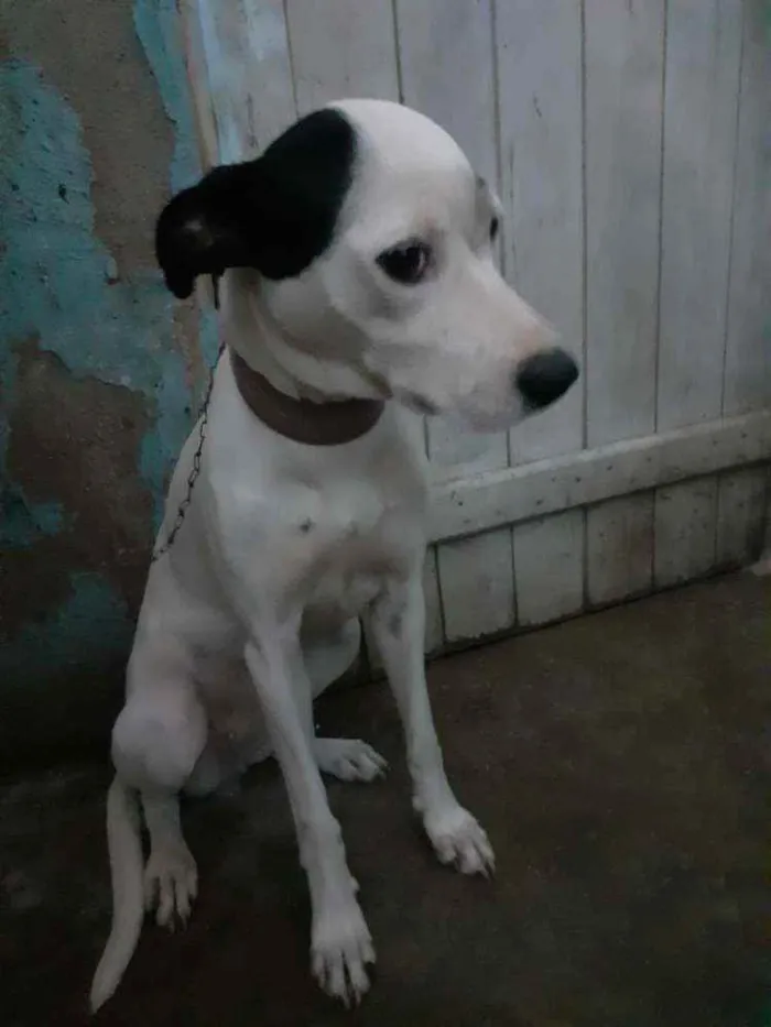 Cachorro raça Sem raça definida idade 1 ano nome Vida