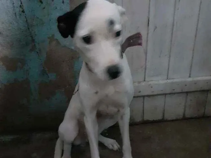 Cachorro raça Sem raça definida idade 1 ano nome Vida