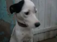 Vida