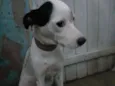 Vida