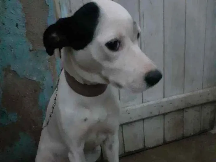 Cachorro raça Sem raça definida idade 1 ano nome Vida