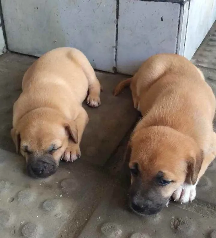 Cachorro raça Vira-lata idade Abaixo de 2 meses nome Não tem nome