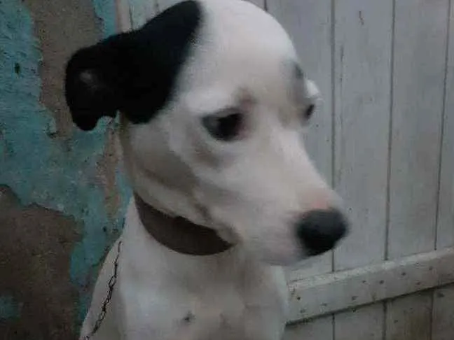 Cachorro raça Sem raça definida idade 1 ano nome Vida