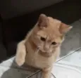 João 