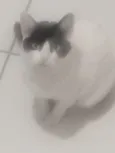 Nina