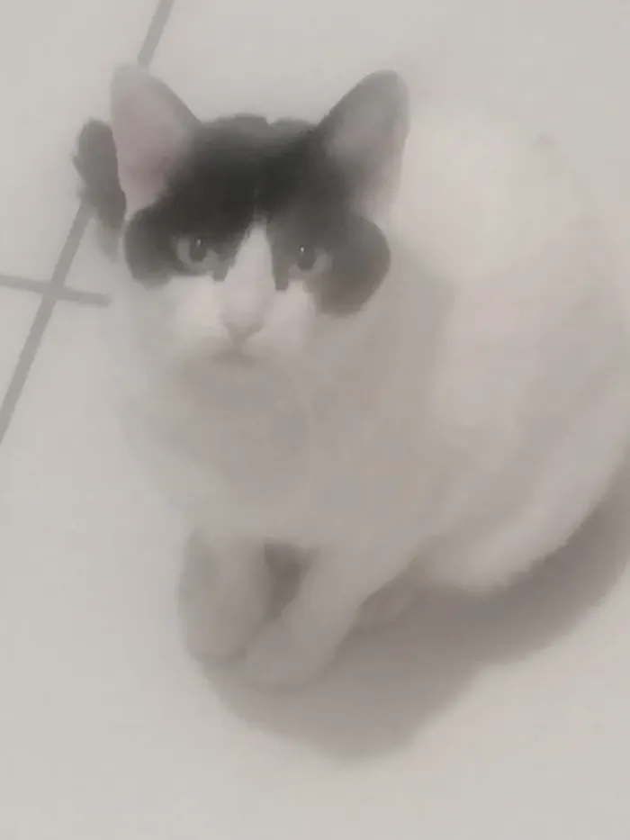 Gato ra a Não sei idade 2 anos nome Nina