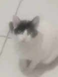 Nina