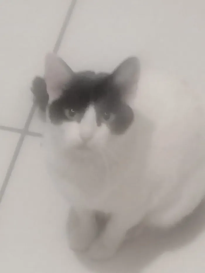 Gato ra a Não sei idade 2 anos nome Nina