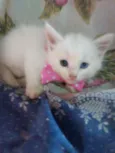 Floquinha