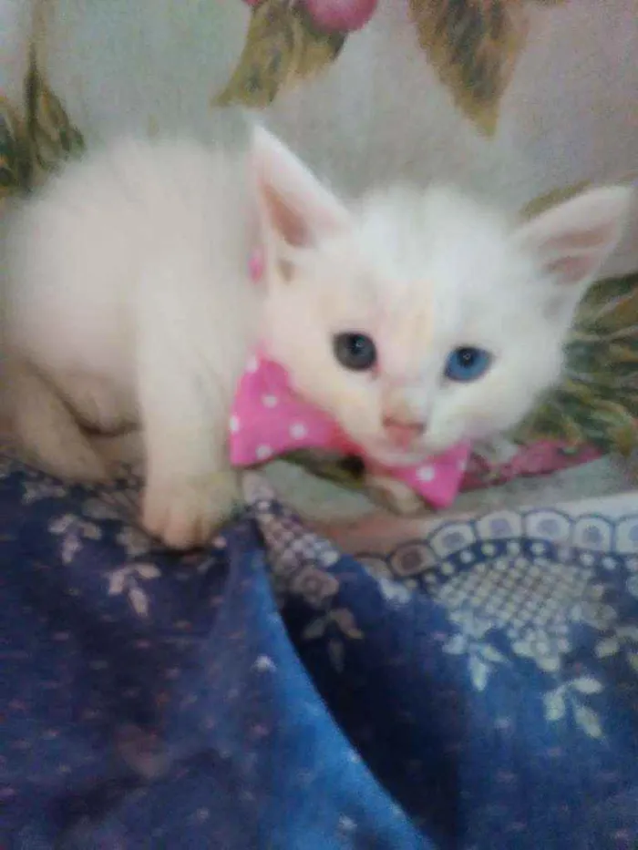 Gato ra a Raça peluda, raça comum idade 2 a 6 meses nome Floquinha