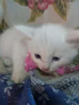 Floquinha