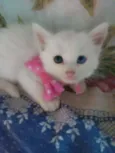 Floquinha