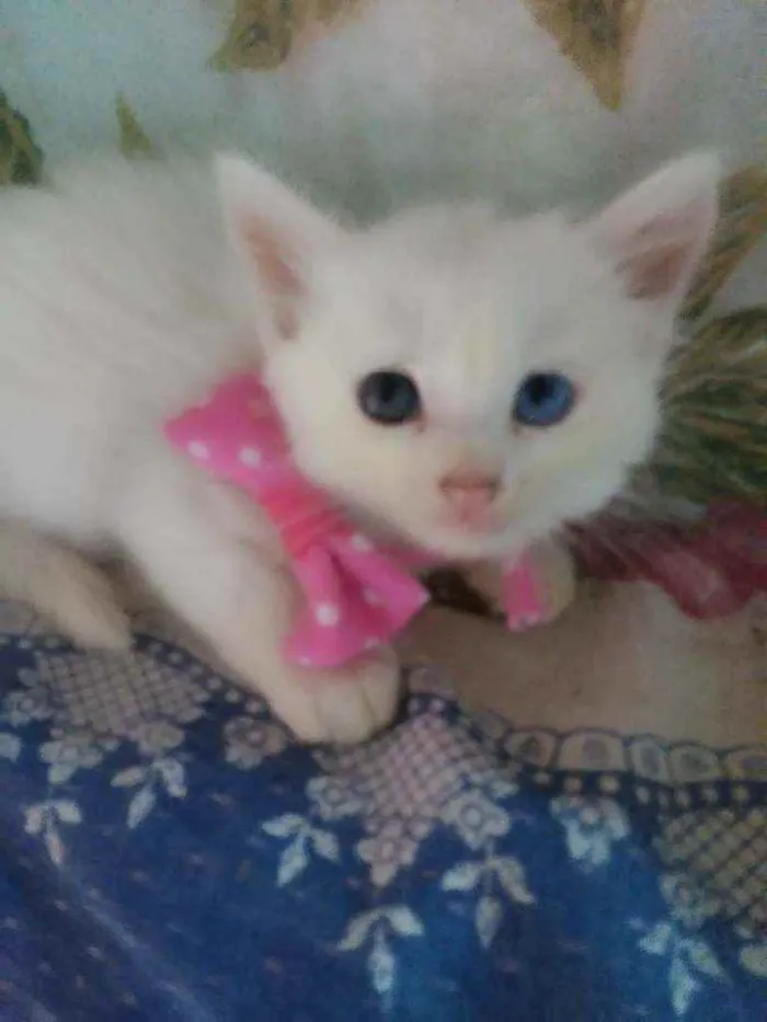Gato ra a Raça peluda, raça comum idade 2 a 6 meses nome Floquinha