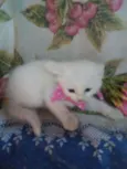 Floquinha