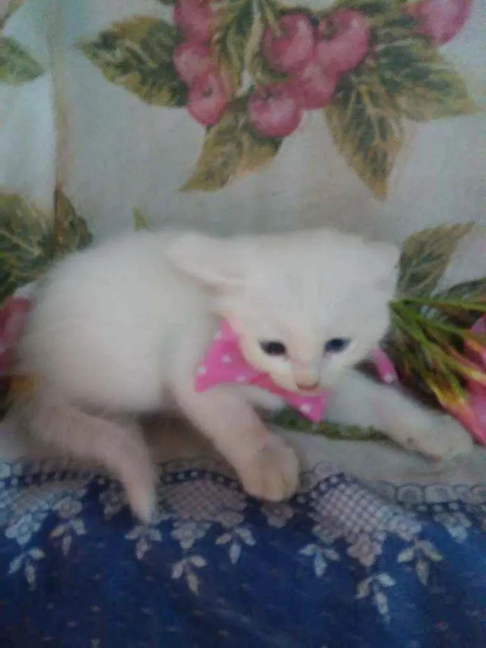 Gato ra a Raça peluda, raça comum idade 2 a 6 meses nome Floquinha