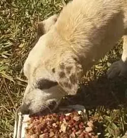 Cachorro ra a Srd idade 4 anos nome Velhusca