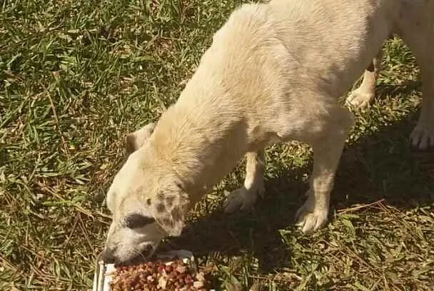 Cachorro ra a Srd idade 4 anos nome Velhusca