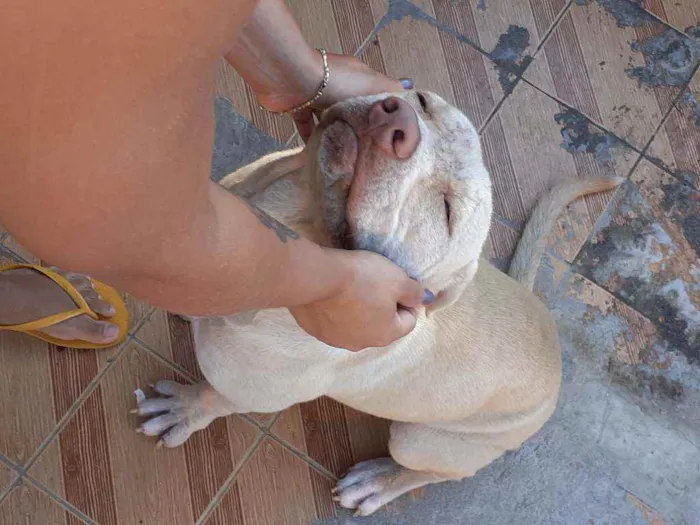 Cachorro ra a Pitbull idade 7 a 11 meses nome Lilac