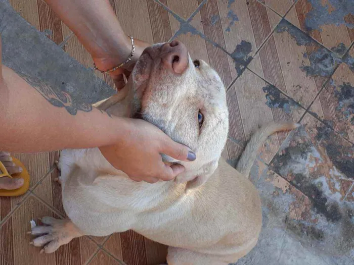 Cachorro ra a Pitbull idade 7 a 11 meses nome Lilac