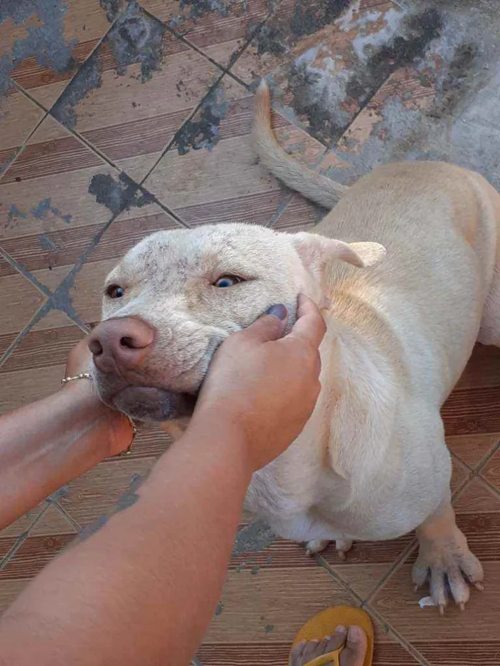 Cachorro ra a Pitbull idade 7 a 11 meses nome Lilac