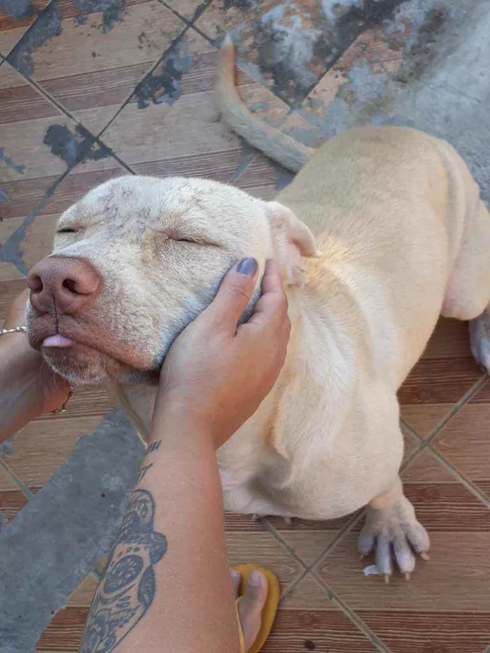 Cachorro ra a Pitbull idade 7 a 11 meses nome Lilac