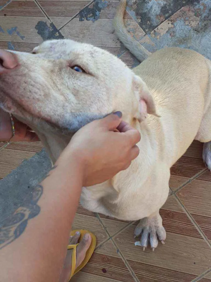 Cachorro ra a Pitbull idade 7 a 11 meses nome Lilac