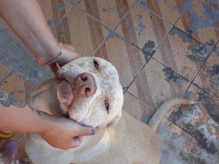 Cachorro ra a Pitbull idade 7 a 11 meses nome Lilac