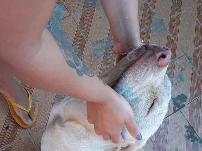 Cachorro ra a Pitbull idade 7 a 11 meses nome Lilac