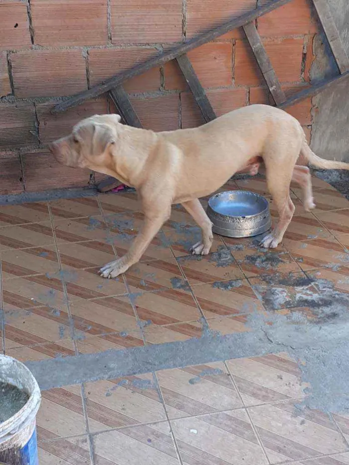 Cachorro ra a Pitbull idade 7 a 11 meses nome Lilac