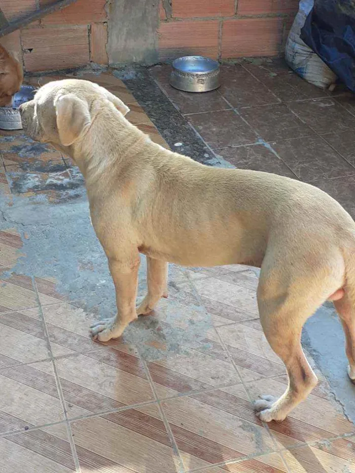Cachorro ra a Pitbull idade 7 a 11 meses nome Lilac