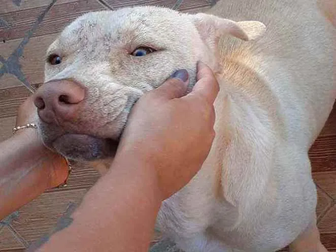 Cachorro ra a Pitbull idade 7 a 11 meses nome Lilac