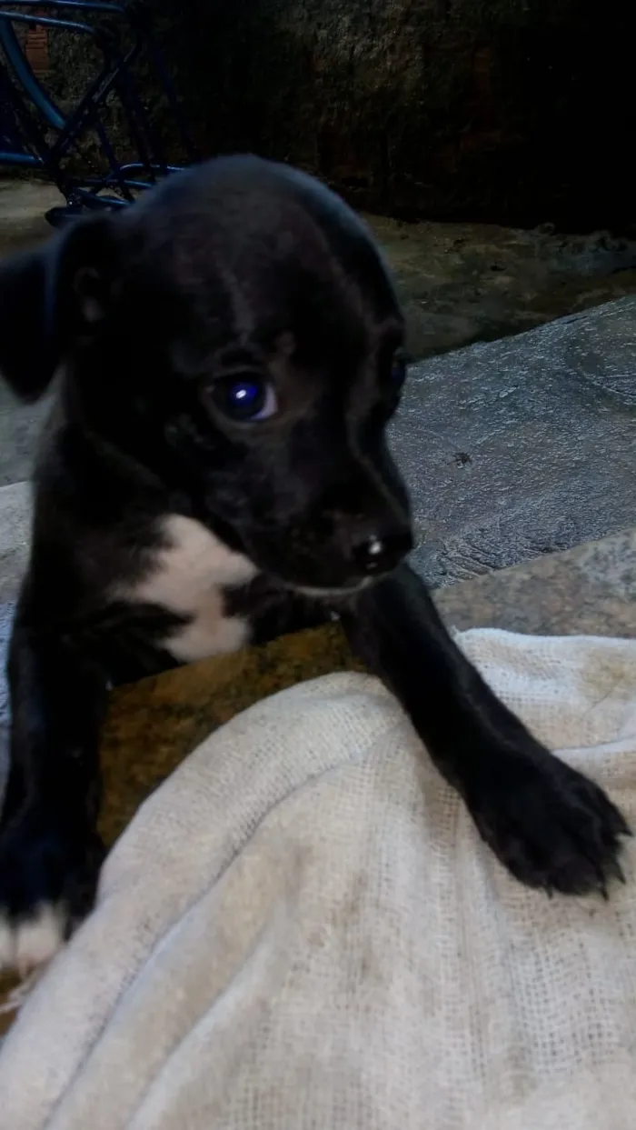 Cachorro ra a Vira lata idade 2 a 6 meses nome Não tem