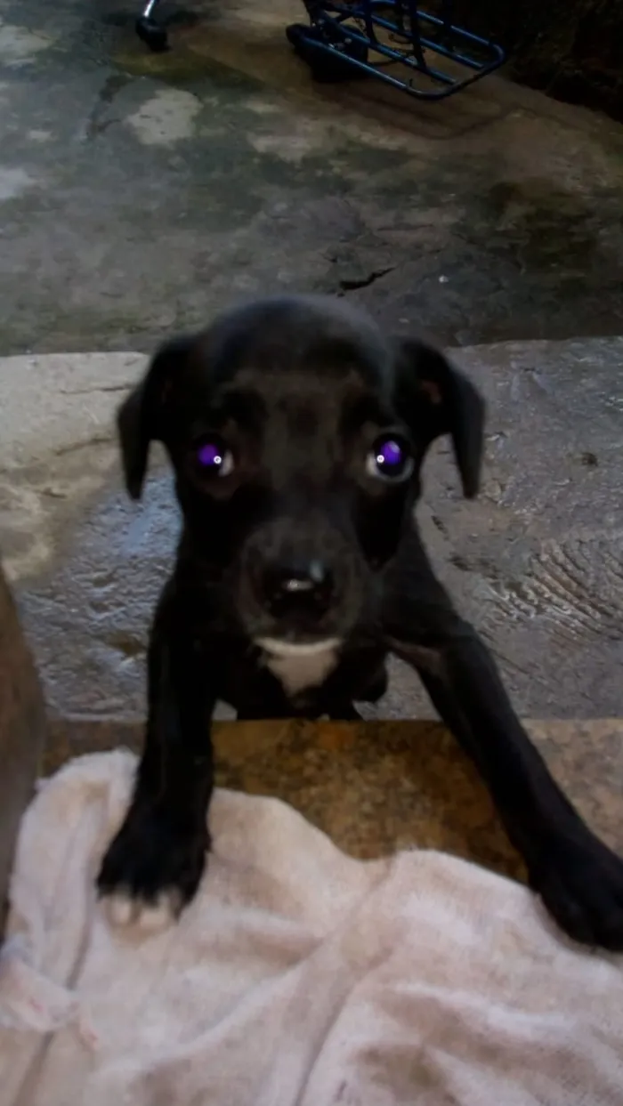 Cachorro ra a Vira lata idade 2 a 6 meses nome Não tem