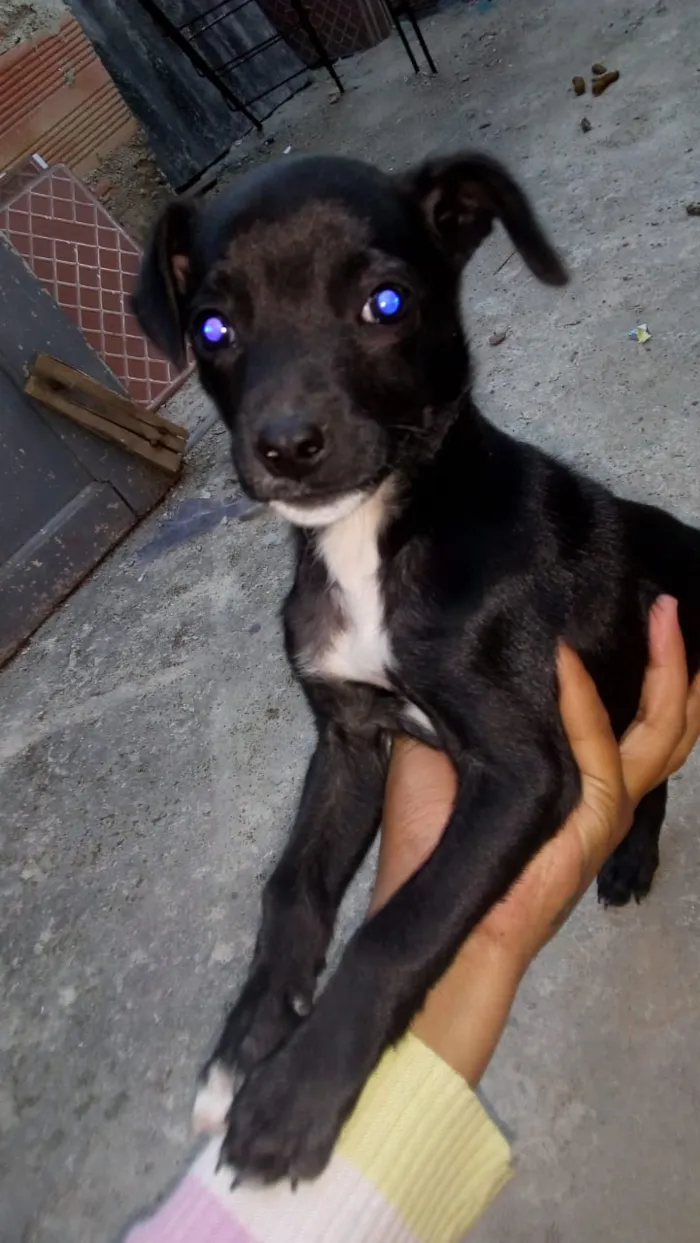 Cachorro ra a Vira lata idade 2 a 6 meses nome Não tem