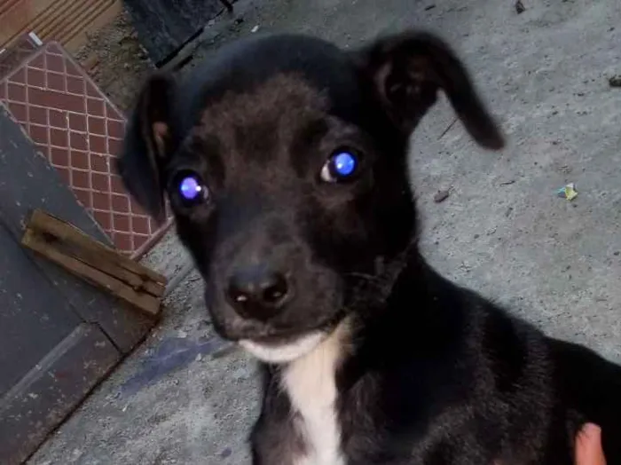 Cachorro ra a Vira lata idade 2 a 6 meses nome Não tem