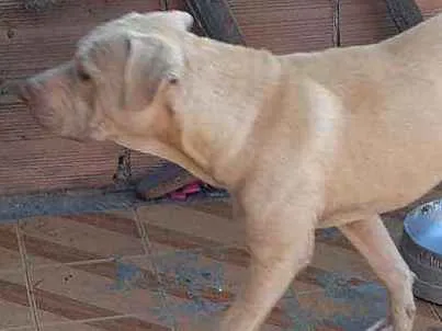 Cachorro ra a Pitbull idade 7 a 11 meses nome Lilac