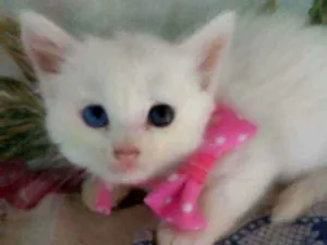 Gato raça Raça peluda, raça comum idade 2 a 6 meses nome Floquinha