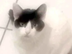 Gato raça Não sei idade 2 anos nome Nina