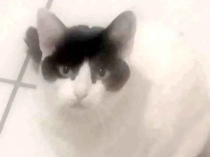 Gato ra a Não sei idade 2 anos nome Nina