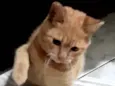 João 