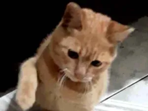 Gato raça Srd idade 2 a 6 meses nome João 