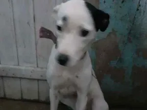 Cachorro raça Sem raça definida idade 1 ano nome Vida