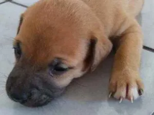 Cachorro raça Vira-lata idade Abaixo de 2 meses nome Não tem nome