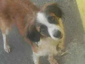 Cachorro raça Srd idade 7 a 11 meses nome Kelly