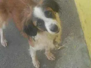 Cachorro raça Srd idade 7 a 11 meses nome Quelii