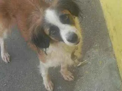 Cachorro ra a Srd idade 7 a 11 meses nome Quelii