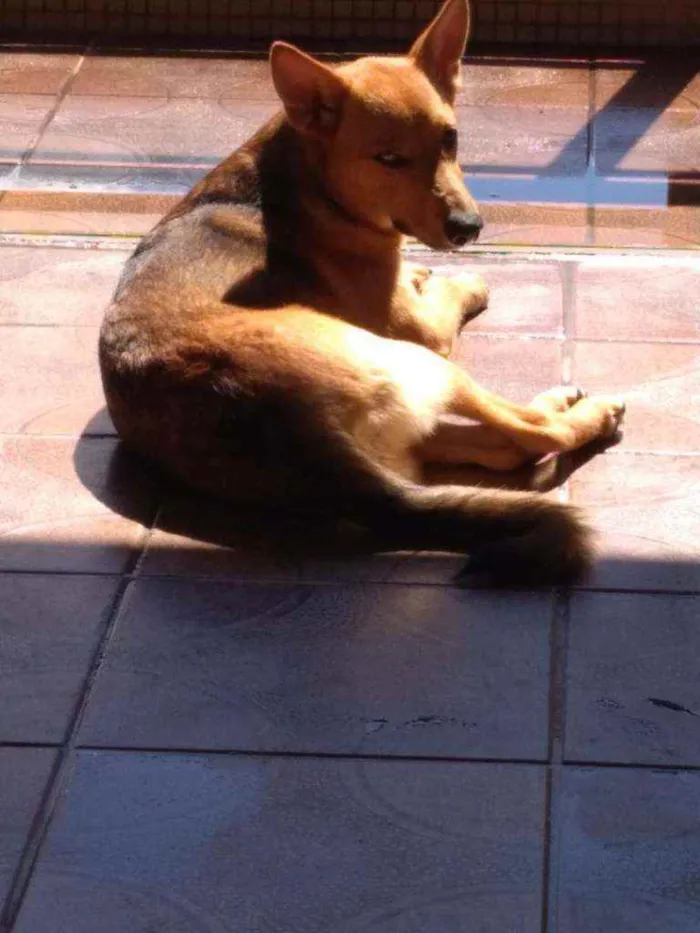 Cachorro ra a Sem raça idade 1 ano nome Júlia