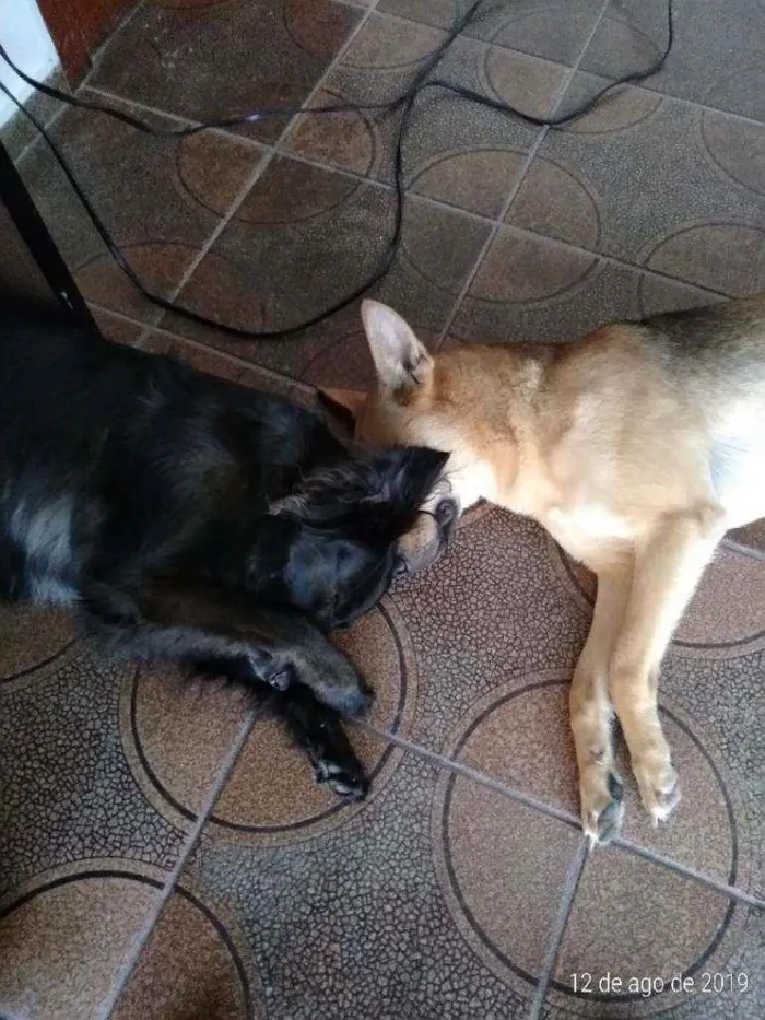 Cachorro ra a Sem raça idade 1 ano nome Júlia